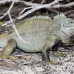 iguana_rock_lwc_provo_h_0035_tci0035.jpg